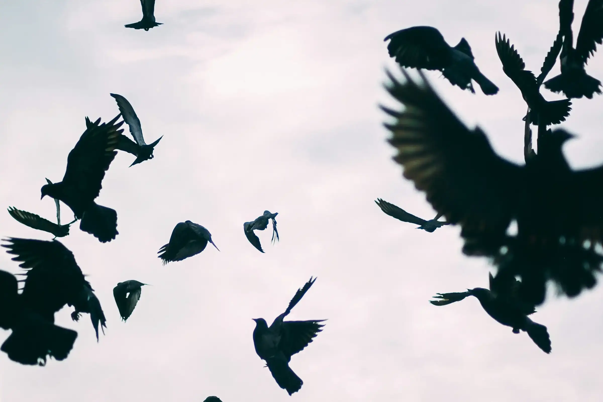 An image depicting a striking scene of several birds in silhouette, dynamically captured against a subdued, cloudy sky. Their wings are spread wide, emphasizing motion and grace amidst the chaotic flurry. The diffused light outlines each bird, enhancing the fleeting and ethereal atmosphere of their flight. This scene exudes a sense of wild beauty and liberating movement.